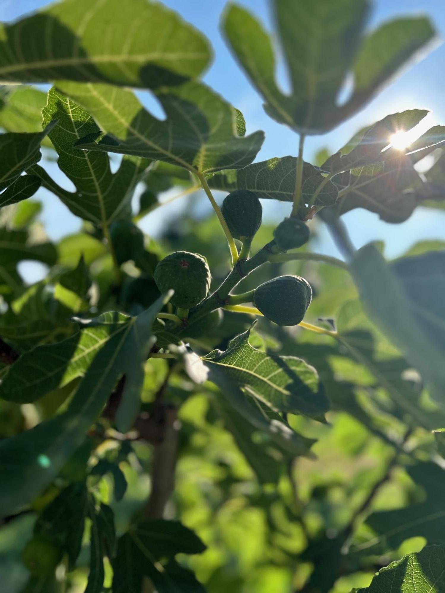 Csodaszarvas Vendeghazak Rabahidveg Екстериор снимка